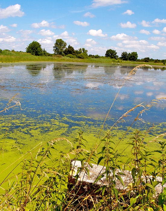 Domaine du Prieuré à 10 Km des grands étangs de Brenne | France